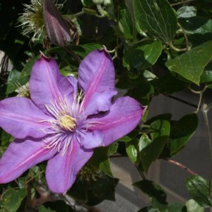 bo 019 2    l'angolo di ale   clematis