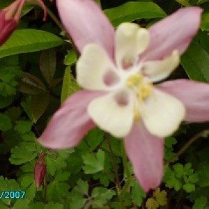 IMGP0339    aquilegia