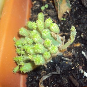 euphorbia mammillaris