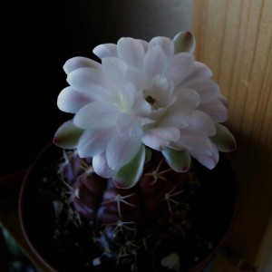 Gymnocalycium