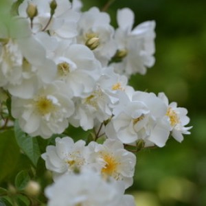 DSC 0086