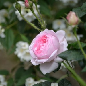 DSC 0520