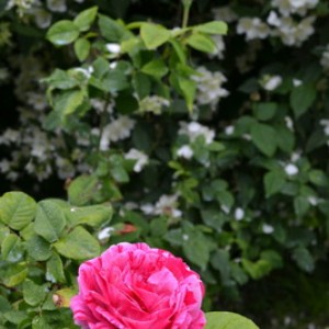 DSC 0638