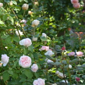 DSC 0492
