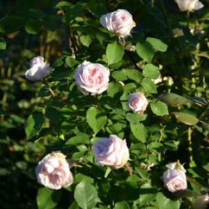DSC 0470