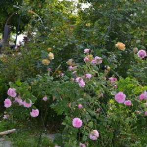 DSC 0568