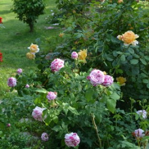 DSC 0552