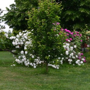 DSC 0644