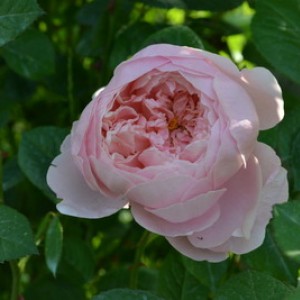 DSC 0625