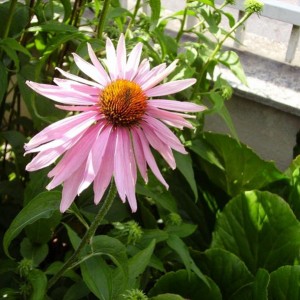 011altre echinacee fioriscono : echinacea purpurea