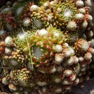 017 piccole succulente crescono nel roccioso lilliput