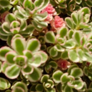 018sedum