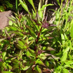 015lobelia prepara fioritura