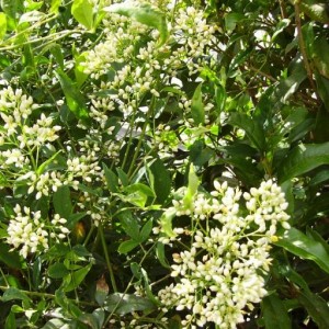 012nandina domestica alba