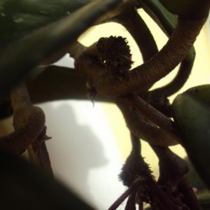 pianta di cera 002