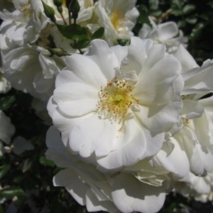 Rosa bianca primo piano