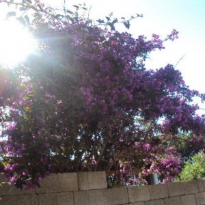 foto ezzi 032