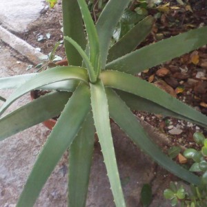 Aloe Barbadensis