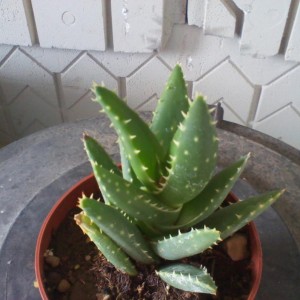 Aloe Distans