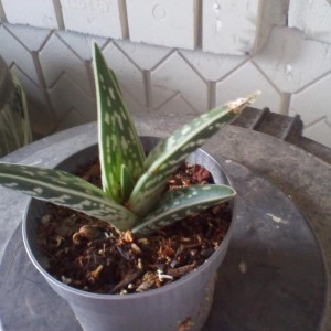 Aloe Variegata