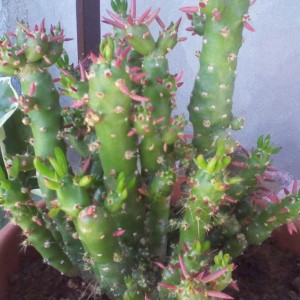 Astrocylindroopuntia Clavata