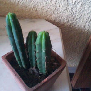 Cereus peruvianus