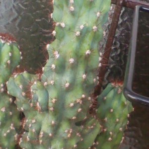 Cereus Puruvianus Forma Monstruosa