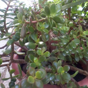 Crassula Arborescens