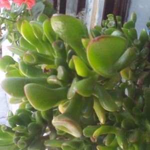 Crassula Ovata Forma Clavata