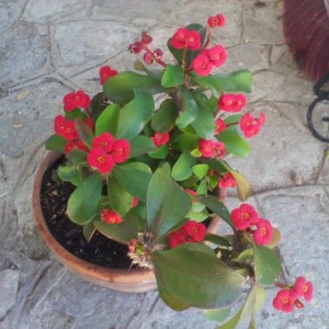 Euphorbia Spinachristis