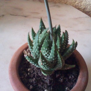 Haworthia Margaritifera