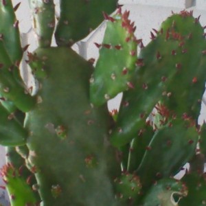 Opuntia Vulgaris