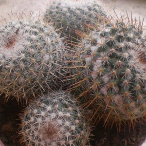 Mammillaria spinosissima giugno 2012