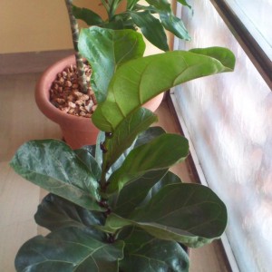 Ficus Lyrata