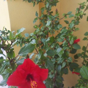 Hibiscus rosa sinensis