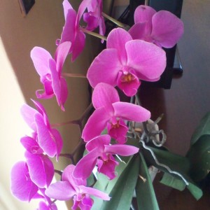 Phalenopsis Amabilis varietà Bell d'Orlean