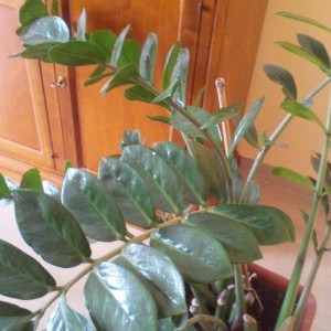 Zamia Culcas