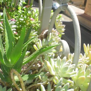 Sedum e Aloe giugno 2012