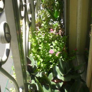 Tradescantia blossfeldiana in primo piano, poi aptenia cordfolia, poi sedum. giugno 2012