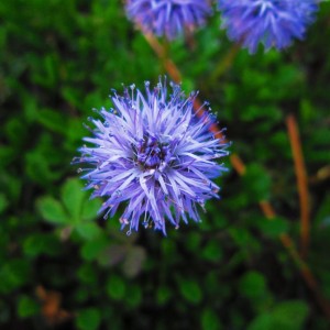 GLOBULARIA