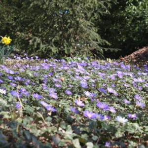 anemone blanda