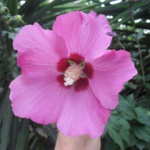 hibiscus siriacus pink j.