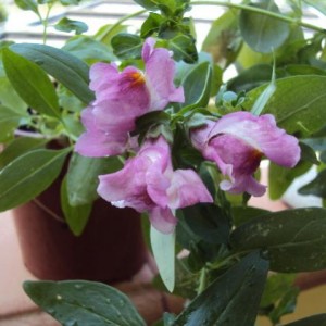 luglio 2012 053