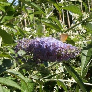 Maniola jurtina (Bruna dei prati)