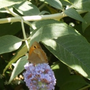 Forse Maniola jurtina bruna dei prati