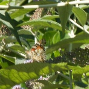 Cynthia cardui (Vanessa del cardo)