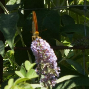 Forse Argynnis paphia