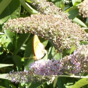 Forse Argynnis paphia