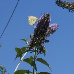 Artogeia (Pieris) rapae (Cavolaia minore o Rapaiola)