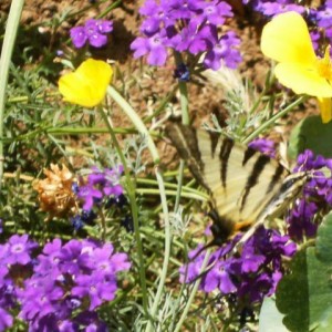 Iphiclides podalirius su Verbena